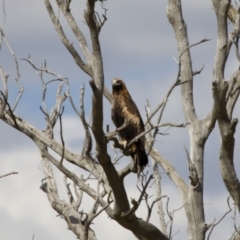 Aquila audax (Wedge-tailed Eagle) at Michelago, NSW - 18 Feb 2014 by Illilanga