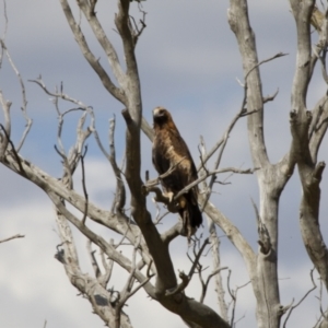 Aquila audax at Michelago, NSW - 18 Feb 2014