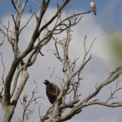 Aquila audax at Michelago, NSW - 18 Feb 2014