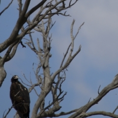 Aquila audax at Michelago, NSW - 18 Feb 2014