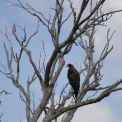 Aquila audax at Michelago, NSW - 18 Feb 2014