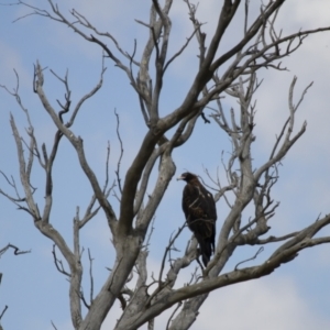 Aquila audax at Michelago, NSW - 18 Feb 2014