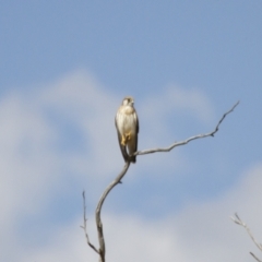 Falco cenchroides (Nankeen Kestrel) at Michelago, NSW - 18 Feb 2014 by Illilanga