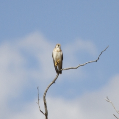 Falco cenchroides (Nankeen Kestrel) at Michelago, NSW - 18 Feb 2014 by Illilanga