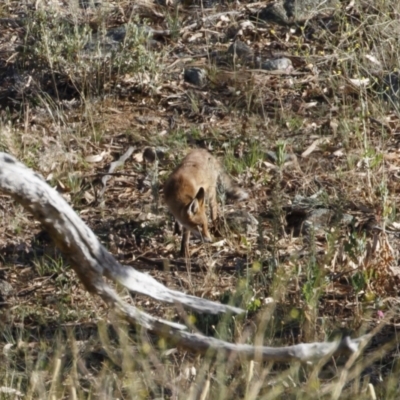 Vulpes vulpes (Red Fox) at Michelago, NSW - 27 Dec 2020 by Illilanga