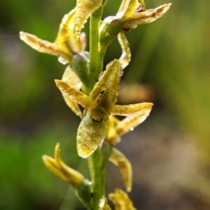 Prasophyllum tadgellianum at Cotter River, ACT - 2 Jan 2021