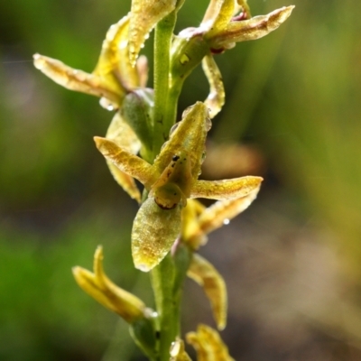 Paraprasophyllum tadgellianum (Tadgell's leek orchid) at Cotter River, ACT - 2 Jan 2021 by shoko