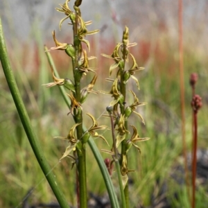 Prasophyllum tadgellianum at Cotter River, ACT - 2 Jan 2021