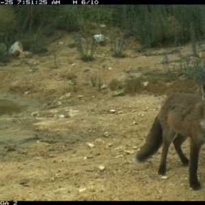 Vulpes vulpes at Michelago, NSW - 25 Dec 2020 07:51 AM