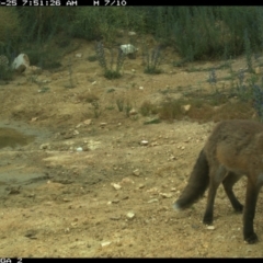 Vulpes vulpes at Michelago, NSW - 25 Dec 2020 07:51 AM