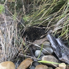 Tachyglossus aculeatus (Short-beaked Echidna) at Michelago, NSW - 4 Jan 2020 by Illilanga