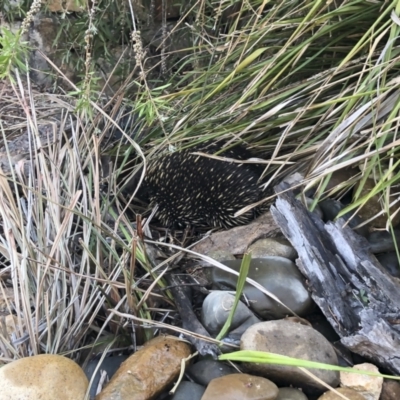 Tachyglossus aculeatus (Short-beaked Echidna) at Michelago, NSW - 3 Jan 2020 by Illilanga