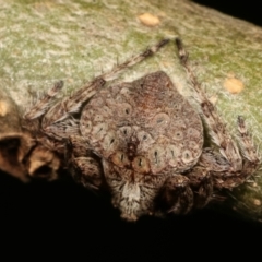 Dolophones sp. (genus) at Melba, ACT - 18 Dec 2020