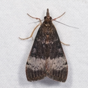 Uresiphita ornithopteralis at Melba, ACT - 18 Dec 2020