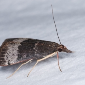 Uresiphita ornithopteralis at Melba, ACT - 18 Dec 2020