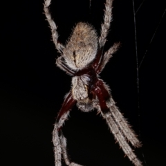 Hortophora sp. (genus) (Garden orb weaver) at Melba, ACT - 18 Dec 2020 by kasiaaus