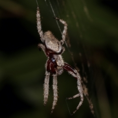 Hortophora sp. (genus) at Melba, ACT - 18 Dec 2020