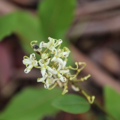 Lomatia ilicifolia (Holly Lomatia) at Budawang, NSW - 2 Jan 2021 by LisaH