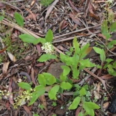 Lomatia ilicifolia at Budawang, NSW - 2 Jan 2021