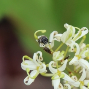 Leioproctus sp. (genus) at Budawang, NSW - 2 Jan 2021