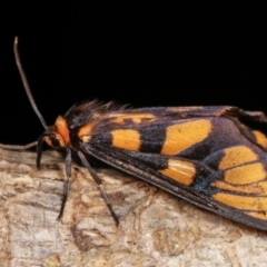 Amata (genus) at Melba, ACT - 18 Dec 2020