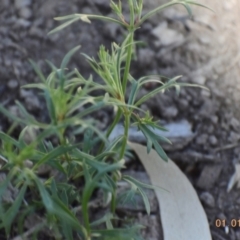 Haloragis heterophylla (Variable Raspwort) at Weston, ACT - 31 Dec 2020 by AliceH