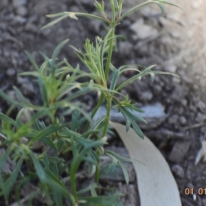 Haloragis heterophylla at Weston, ACT - 1 Jan 2021 08:09 AM