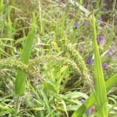 Setaria verticillata (Whorled Pigeon Grass) at Nangus, NSW - 18 Dec 2010 by abread111