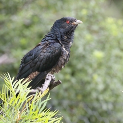 Eudynamys orientalis (Pacific Koel) at Merimbula, NSW - 31 Dec 2020 by Leo