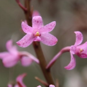 Dipodium roseum at Budawang, NSW - suppressed