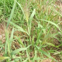 Panicum capillare/hillmanii (Exotic/Invasive Panic Grass) at Nangus, NSW - 19 Dec 2010 by abread111