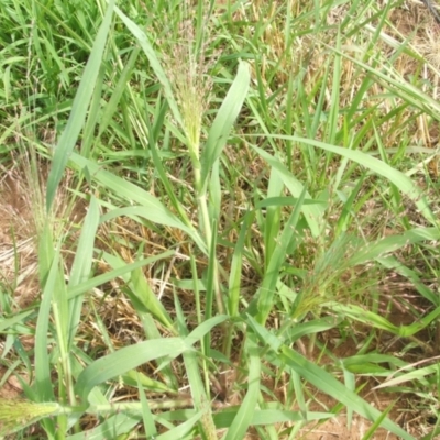 Panicum capillare/hillmanii (Exotic/Invasive Panic Grass) at Nangus, NSW - 19 Dec 2010 by abread111