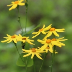 Senecio velleioides (Forest Groundsel) at Budawang, NSW - 2 Jan 2021 by LisaH