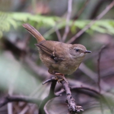 Sericornis frontalis (White-browed Scrubwren) at Budawang, NSW - 2 Jan 2021 by LisaH