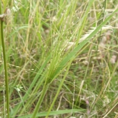 Panicum effusum (Hairy Panic Grass) at Jones Creek, NSW - 19 Dec 2010 by abread111