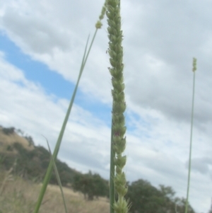 Setaria sp. at Nangus, NSW - 19 Dec 2010