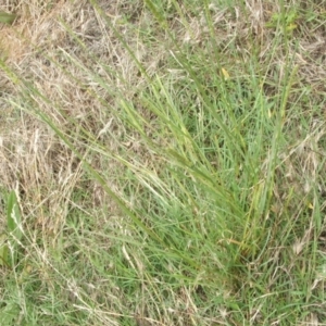 Setaria sp. at Nangus, NSW - 19 Dec 2010