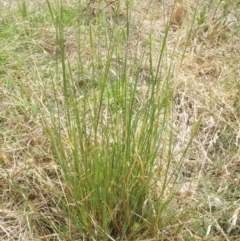 Setaria sp. at Nangus, NSW - 19 Dec 2010