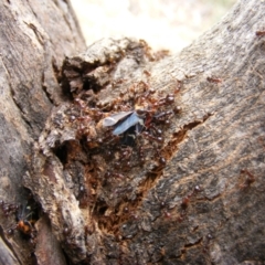 Papyrius nitidus at Hughes, ACT - suppressed