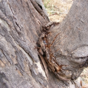 Eurymeloides pulchra at Hughes, ACT - 2 Jan 2021