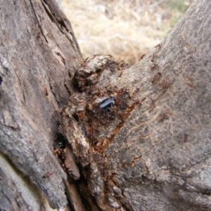 Eurymeloides pulchra at Hughes, ACT - 2 Jan 2021