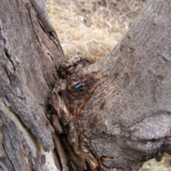 Eurymeloides pulchra at Hughes, ACT - 2 Jan 2021 02:40 PM