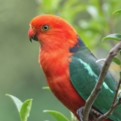 Alisterus scapularis (Australian King-Parrot) at Merimbula, NSW - 3 Jan 2021 by Leo