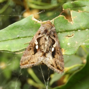 Chrysodeixis eriosoma at Kambah, ACT - 2 Jan 2021