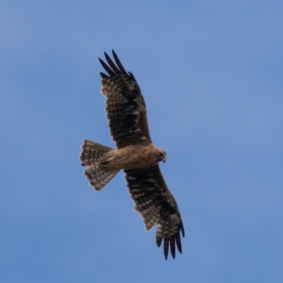 Hieraaetus morphnoides (Little Eagle) at Symonston, ACT - 3 Jan 2021 by rawshorty