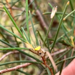 Araneus albotriangulus (White-triangle orb weaver) at Murrumbateman, NSW - 2 Jan 2021 by SimoneC