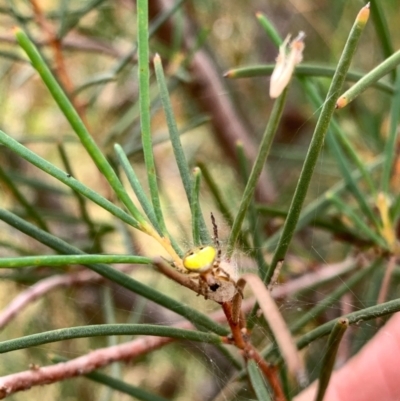 Araneus albotriangulus (White-triangle orb weaver) at Murrumbateman, NSW - 2 Jan 2021 by SimoneC