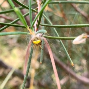 Araneus albotriangulus at Murrumbateman, NSW - 2 Jan 2021