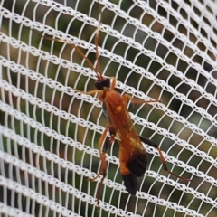 Ctenochares bicolorus (Black-tipped orange ichneumon) at Pearce, ACT - 3 Jan 2021 by Shell