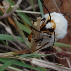 Aloa marginata at Reid, ACT - 1 Jan 2021 12:46 PM